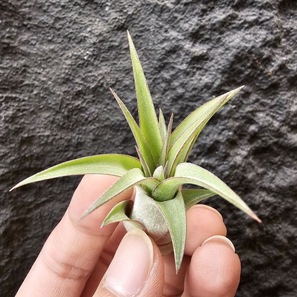 艾瑞克×全紅小精靈(首輪芽)/Tillandsia Eric knobloch × ionantha Rubra~限水會下卷、葉緣滾紅邊為特色 