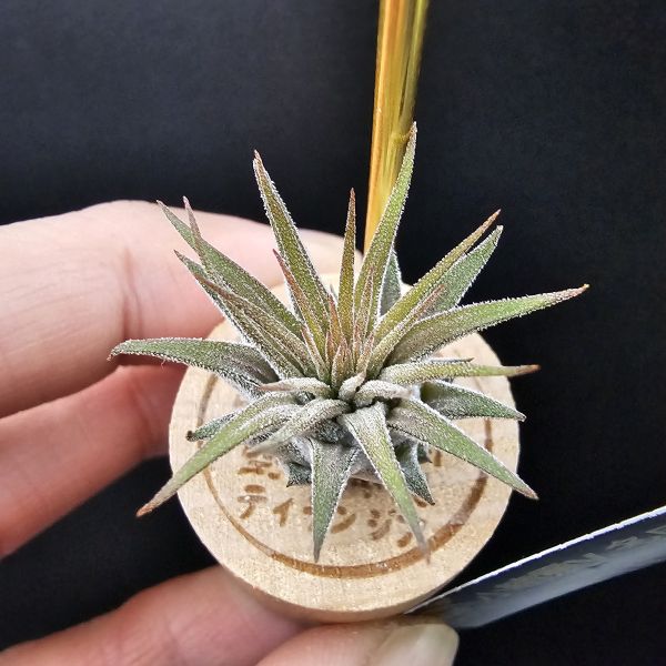 小精靈V.多國花/Tillandsia ionantha v. stricta~圖四母株參考，成株為密集細硬葉的表現表現，光照穩定會顯暗紅色！ 