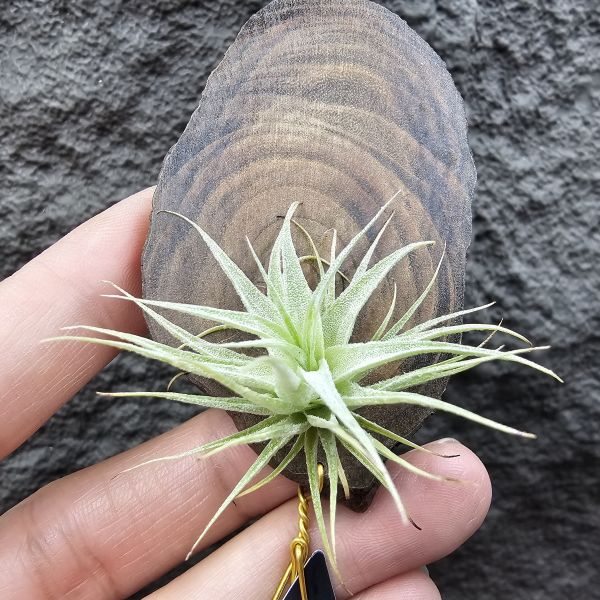 R燒/Tillandsia Roseiflora(Europe) 