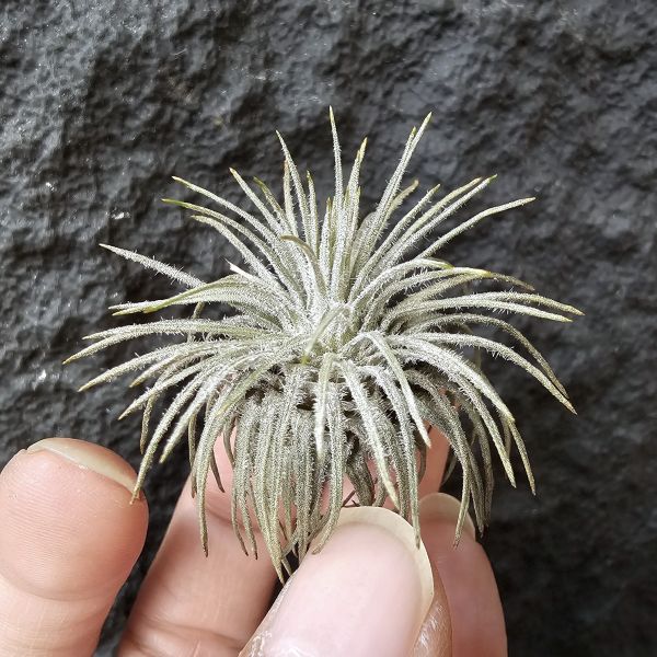 鴕鳥M-size(野採已帶四個月)/Tillandsia grandispica(Mexico) 