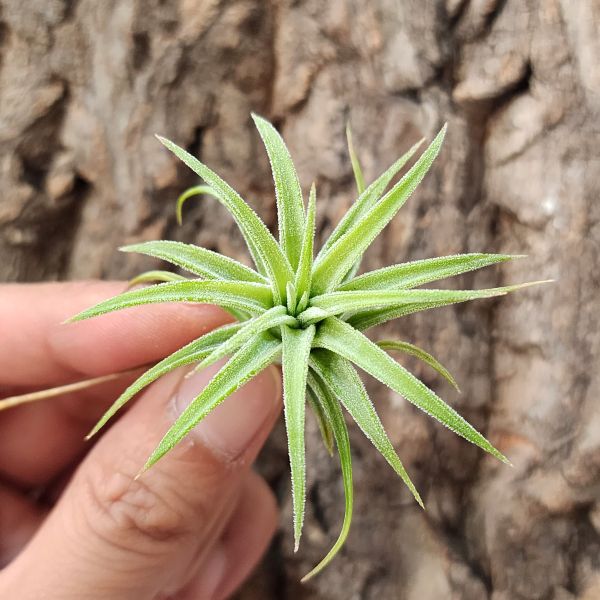 西雷達小精靈×長莖小精靈/Tillandsia Ionantha Selecta × Ionantha var.van-hynigii 