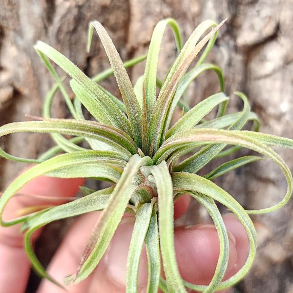 皇家寶藏/Tillandsia 'Timm's Royal Treasure'(Ionantha × streptophylla) 