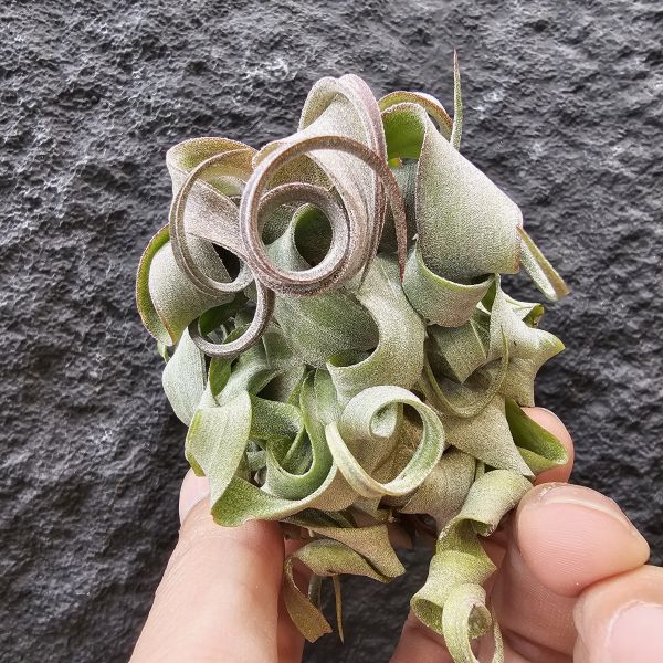 電捲燙(稍會顯色)/Tillandsia streptophylla 