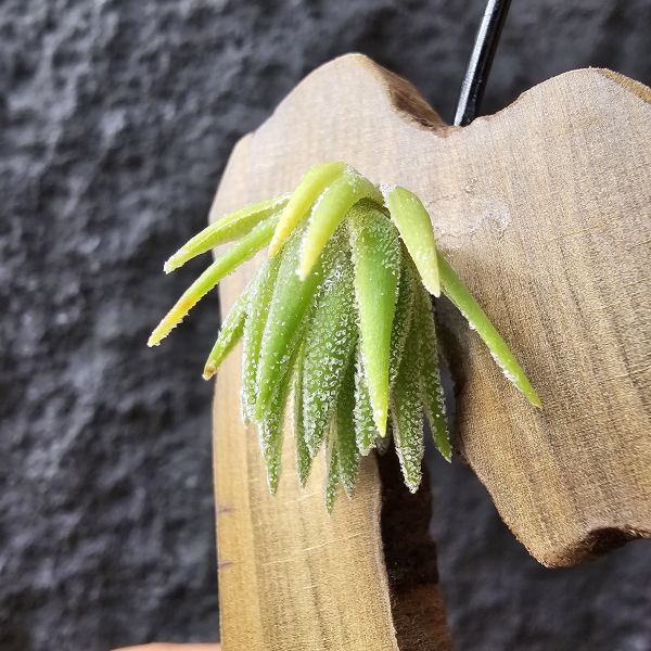 T燒-歐洲/Tillandsia Thiekenii (Europe) 