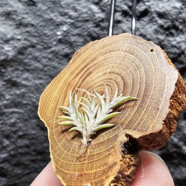 卡畢拉瑞斯-小型/Tillandsia capillaris~一款型態感覺上整齊對生、會生長較長型的卡畢、多叢生可參考圖三 