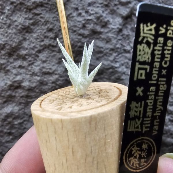 長莖×可愛派/Tillandsia ionantha v. van-hyningii × Cutie Pie 