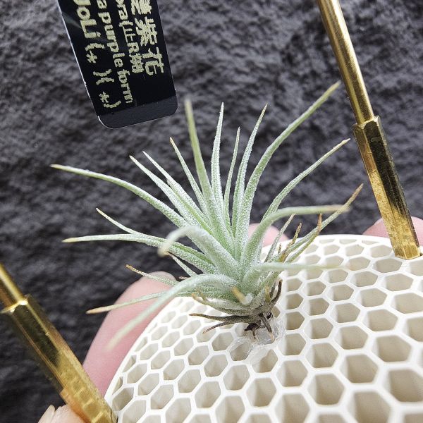 R燒×薄變紫花/Tillandsia roseifolia(正R燒)×Tillandsia gardneri var. rupicola (TF) 