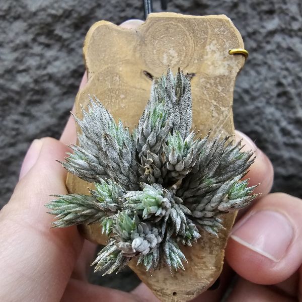 彈頭(野採)/Tillandsia pedicellata(Argentina) 