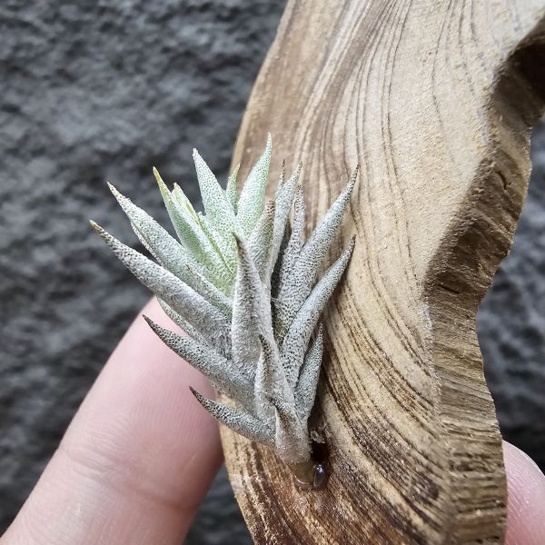 布雷爾(成株尺寸)/Tillandsia brealitoensis(Argentina) 