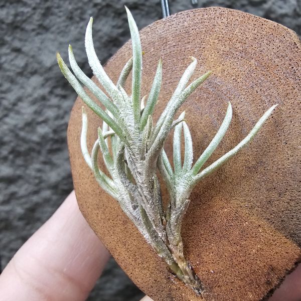 阿根廷卡畢/Tillandsia capillaris(Argentina) 