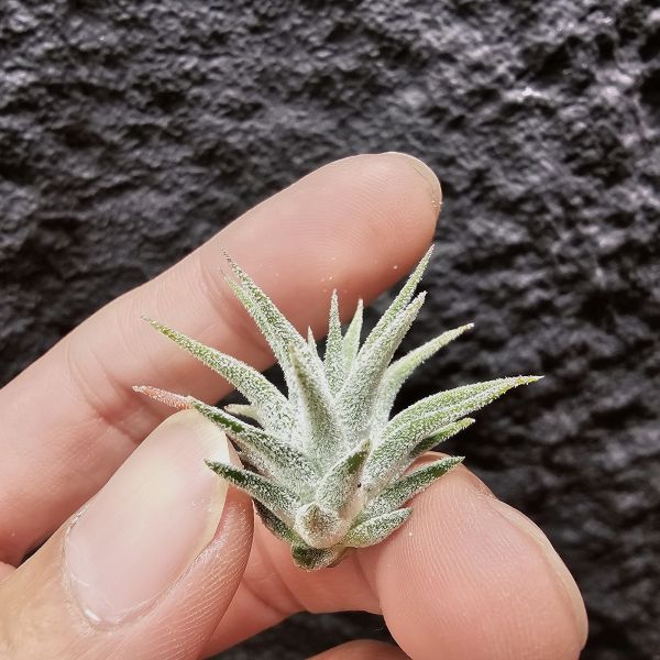 小精靈No.9477/Tillandsia ionantha No.9477 