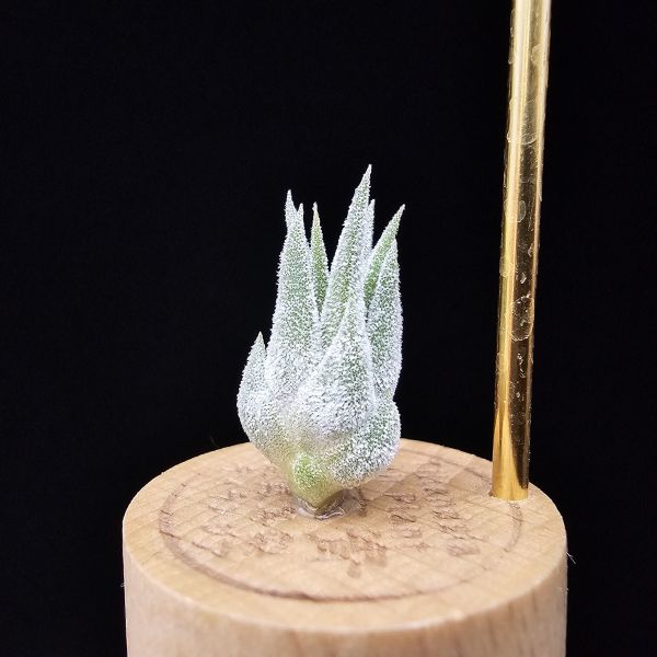 薰衣草小精靈(夏威夷)/Tillandsia ionantha Hawaiian Lavender 
