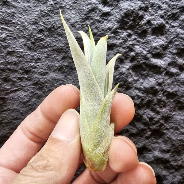 白天鵝/Tillandsia barfussii~肥肥的芽，一片葉尖稍斷，介意勿下單~ 