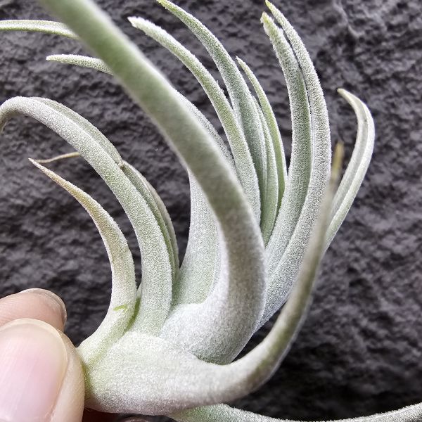 鳥岩大M(一咪咪葉傷參考圖四)/Tillandsia minasgeraisensis(Bird Rock) 