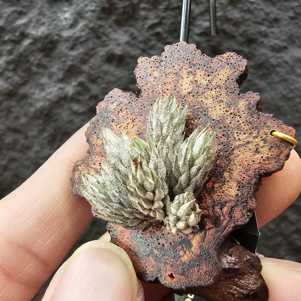 彈頭/Tillandsia pedicellata(Argentina)~商店所販售彈頭品項~皆為嚴格挑選植株、無枯萎品項！ 