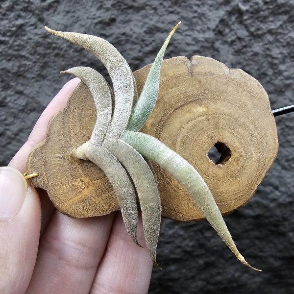 吉利major/Tillandsia gilliessii forma major(Argentina) 
