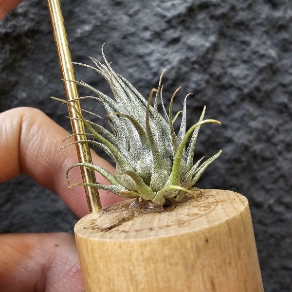 K燒(實生植株邊養會有增生芽)/Tillandsia kautskyi 