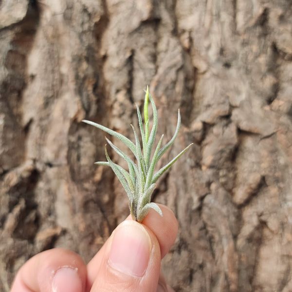 扁擔西施-單芽/Tillandsia Bandensis 