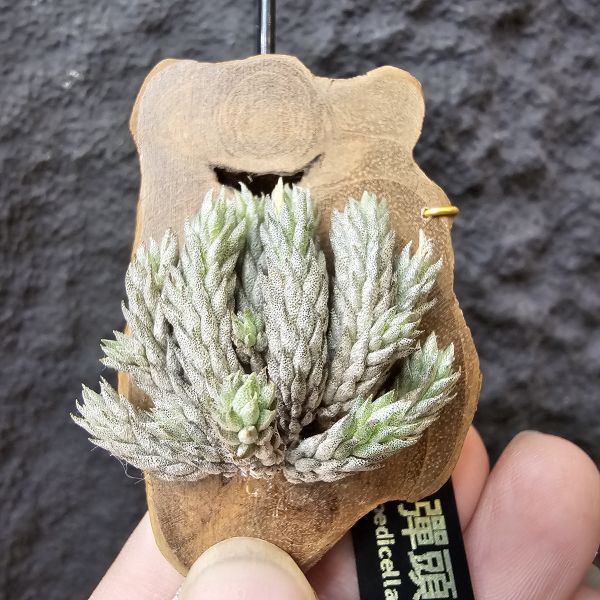 彈頭(肥短葉)/Tillandsia pedicellata(Argentina)~商店所販售彈頭品項~皆為嚴格挑選植株、無枯萎品項！ 
