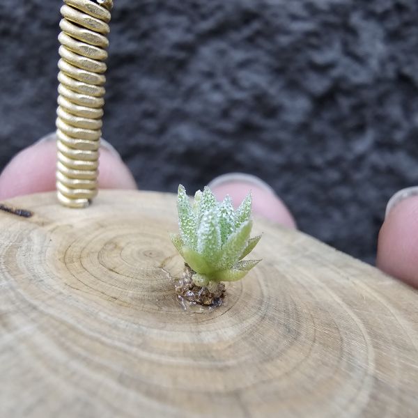 長莖小型 × 金字塔/Tillandsia ionantha v. vanhyningii Small Form × ionantha Pyramid 