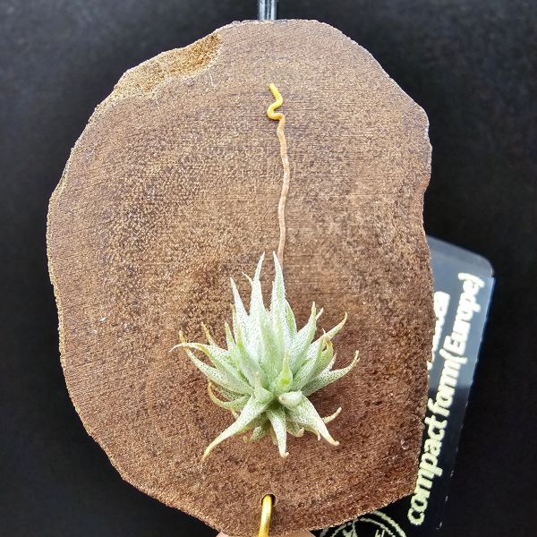 歐洲蘿莉(密葉)/Tillandsia loliacea compact form(Europe)~圖五母株參考！ 