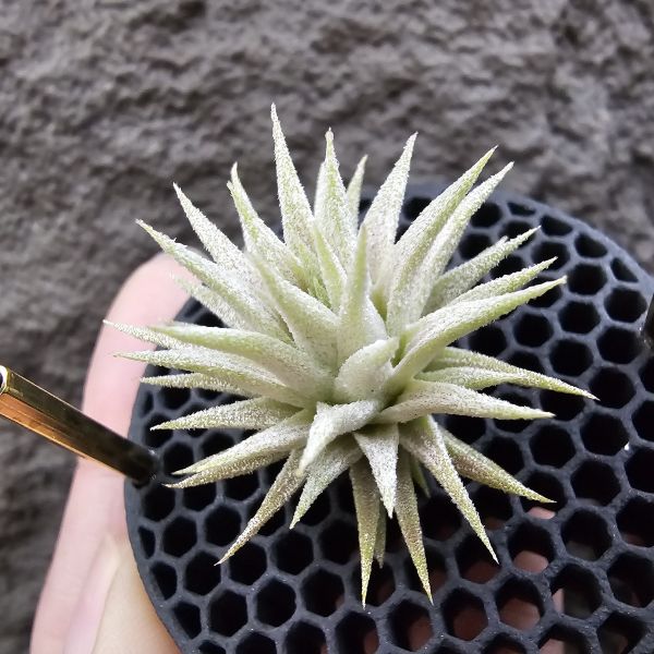 長莖minor×雨林AP/Tillandsia ionantha van-hyningii minor × ionantha Apretado(RFI) 
