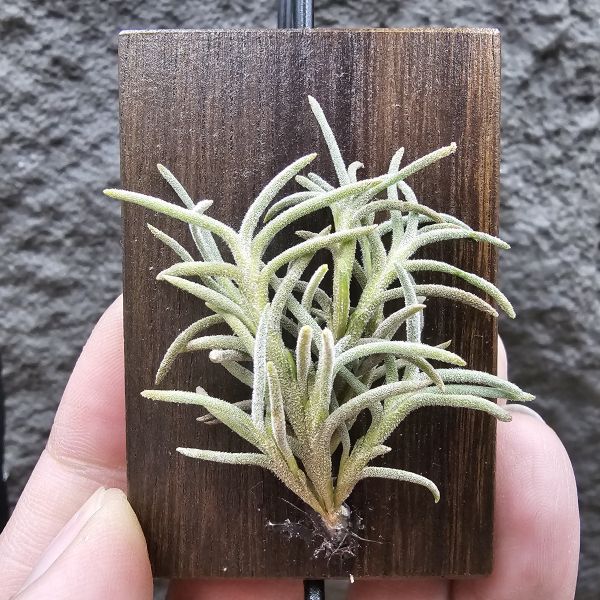 阿根廷野採卡畢/Tillandsia capillaris(Argentina) 