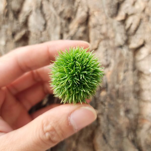 紫羅蘭-泰迪熊/Tillandsia Aeranthos Teddy Bear(非剛進口植株、已栽種一年以上) 