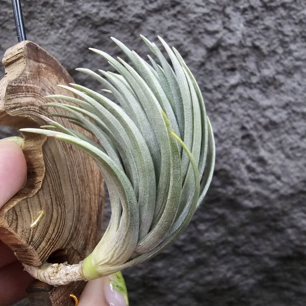 Tillandsia tenuifolia var. saxicola(M++尺寸)紫水晶變異型態較小型個體，與T.tenuifolia Bronze Tip很相似，以來源名稱為主，T.tenuifolia的個體也相當多變，實際上有無個體差異也不好判別，此品未曾見開花過！側上木會呈勾勾的型態相當漂亮！ 
