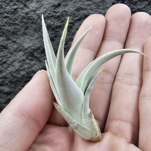 德K白天鵝X？(圖四、五母株參考)/Tillandsia barfussii X？(KK)德國農場相當高價的大型白天鵝！母株購買時近3W，具描述可能是與雪鵝SP.的交種，與常見的白天鵝相較看似有偏白些，有無差異則依個人的主觀判斷覺得有收藏價值在購買！ 