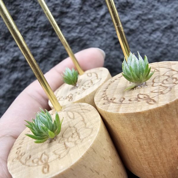 黃花媳婦× 德K榛果(不挑株)蓮花型態很古錐/Tillandsia xiphioides v. lutea × haselnuss(KK) 