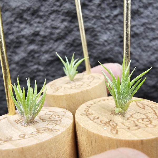 長莖minor×座美人(不挑株)圖三參考較大植株/Tillandsia ionantha van minor form × Sitting Pretty 