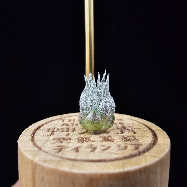 榛果精靈紫星/Tillandsia ionantha Hazelnut 'Stiff Purple Star' 