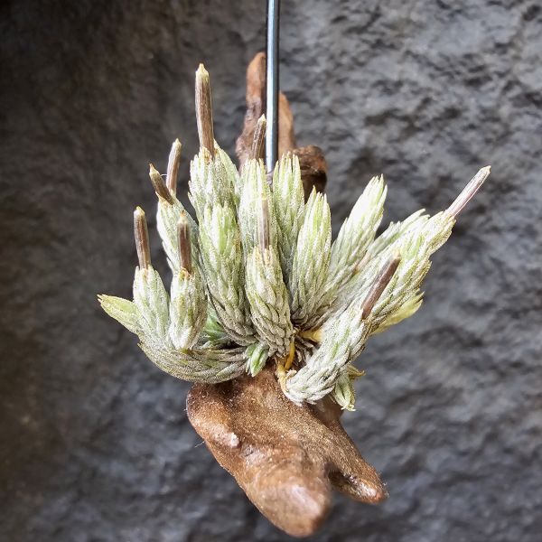 牙籤/Tillandsia minutiflora 