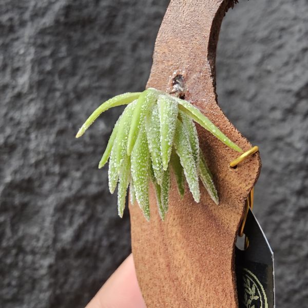 T燒-歐洲/Tillandsia Thiekenii (Europe) 