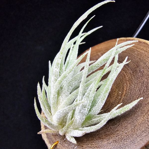 New~小矮人精靈×雞爪(精靈爪?)/Tillandsia ionantha Enano(Tropiflora) × glabrior~熱帶'小矮人精靈'與銀葉質感的'雞爪'交種，有點奇葩XD~叢生滿美、毛毛的~ 