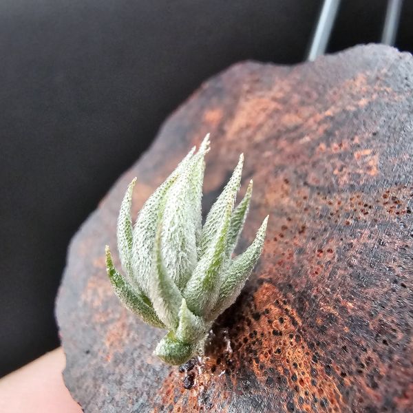 歐洲蘿莉/Tillandsia loliacea(Europe) 