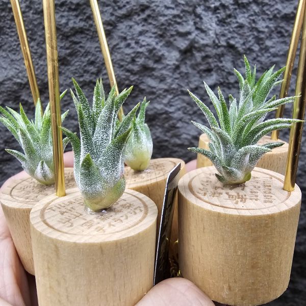 小矮人精靈(不挑株)/Tillandsia ionantha Enano 