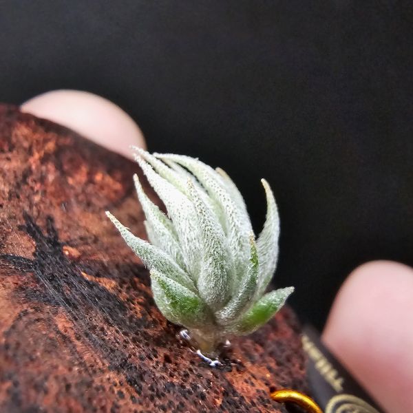 歐洲蘿莉/Tillandsia loliacea(Europe) 