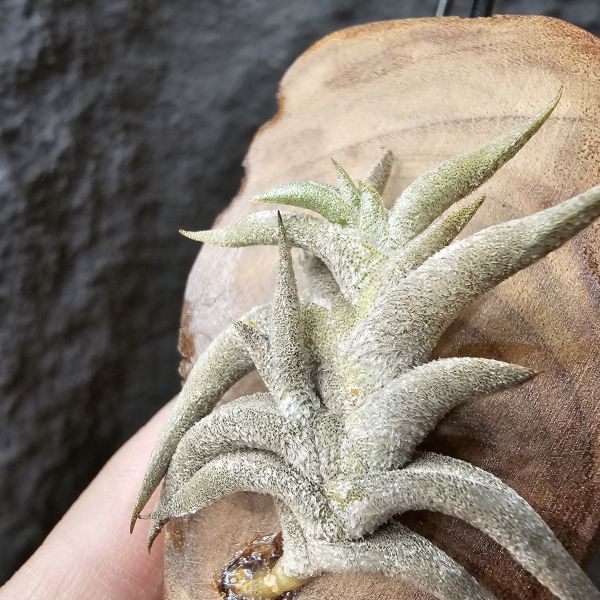 赫塔minor(上木尺寸較大)/Tillandsia Hirta minor~與一般尺寸的赫塔magio差別為minor的成株尺寸小一半、葉片較肥短~ 