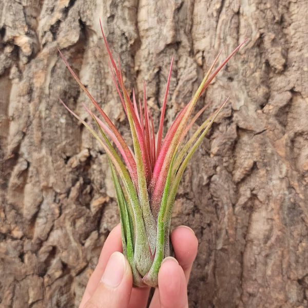 小精靈×紅小犀牛/Tillandsia Ionantha × Pruinosa 