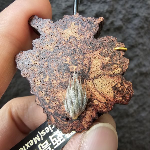 墨西哥SP.(品項優)/Tillandsia species(Mexico) 