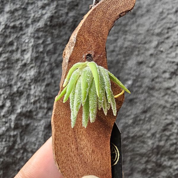 T燒-歐洲/Tillandsia Thiekenii (Europe) 