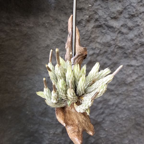 牙籤/Tillandsia minutiflora 