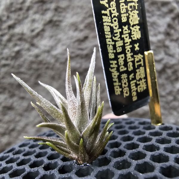 黃花媳婦(xip)×紅電捲/Tillandsia xiphioides v. lutea × streptophylla Red#8262~xip為母本，卻又帶有紅電捲Q葉感與顯色的特性。 