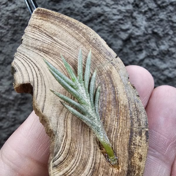 Tillandsia capillaris(73.21) 