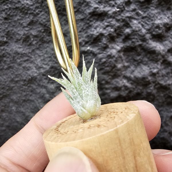 露西×斑馬小精靈(驢精)/Tillandsia Luciille × ionantha Mexican Zebra 