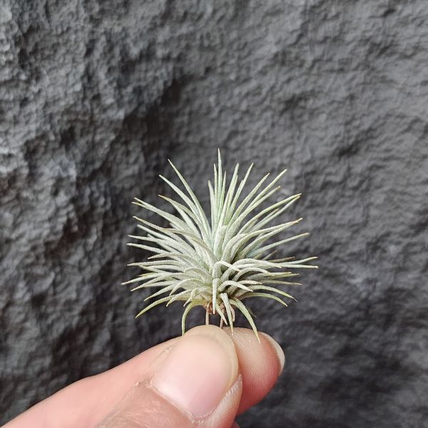 紅花海膽/Tillandsia Argentea 