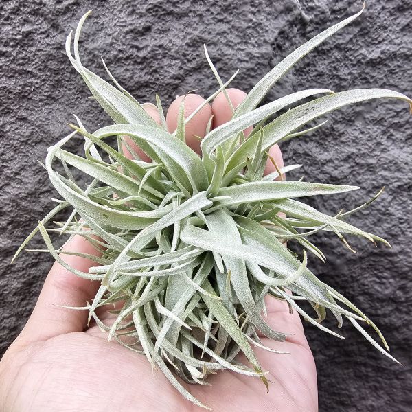 草莓牛奶(叢)/Tillandsia capitata mauve 