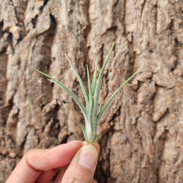 小精靈×貝克利-瘦長型/Tillandsia Ionantha × Brachycaulos 